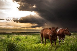 Polder-Arkemheen