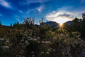 Fynbos-Zuid-Afrika-2022-1