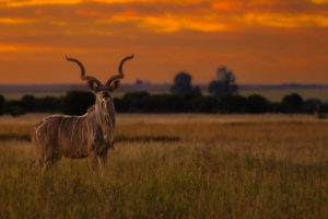 Kudu-Zuid-Afrika-2022