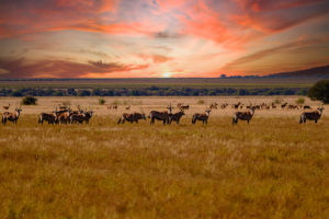 Zuid-Afrika-2022