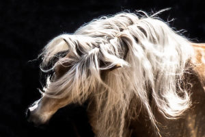 haflinger