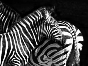 zebra-Zuid-Afrika-2022